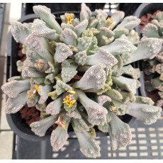 T.calcarea (Campbell) - Seed